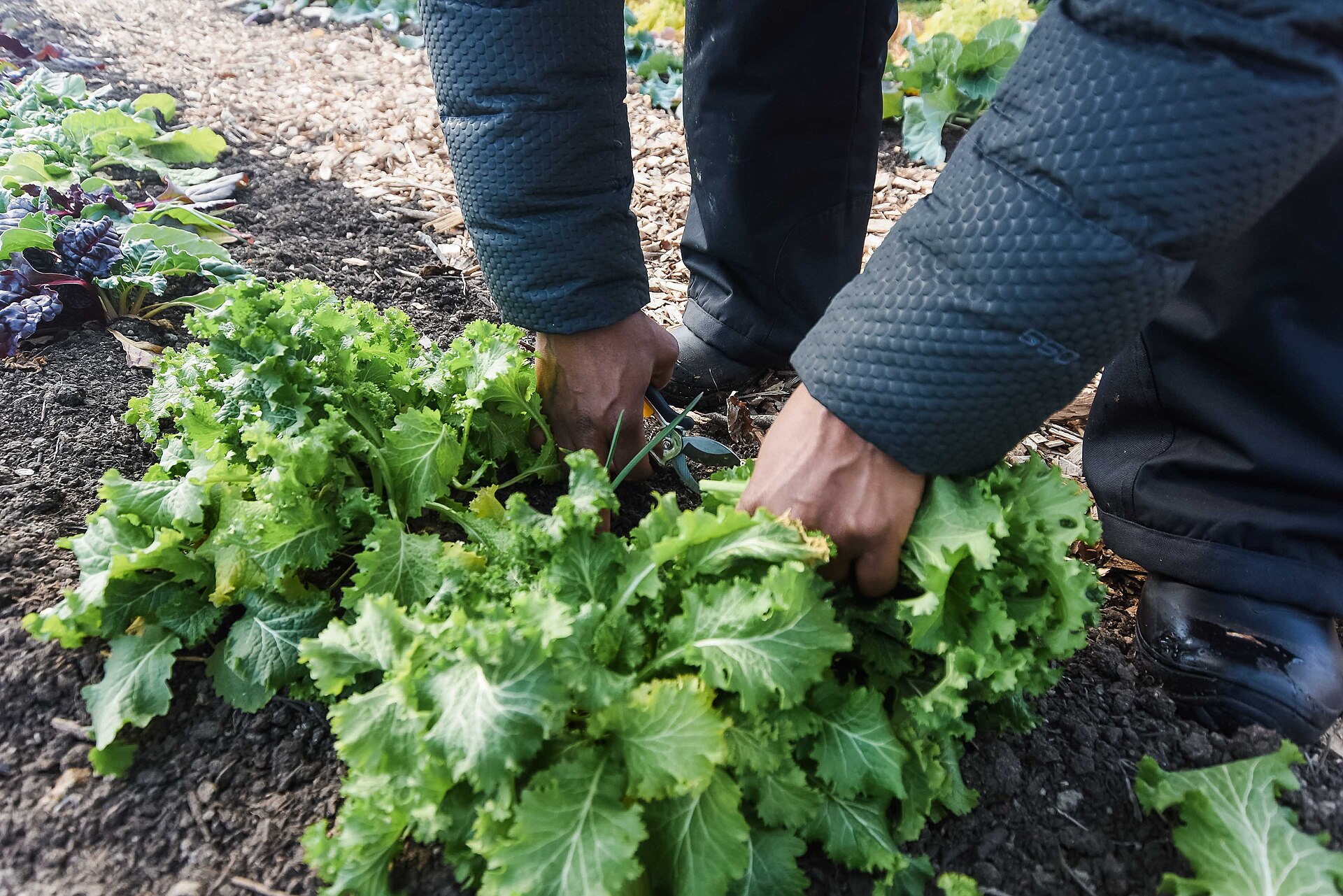 La saison de production bat son plein, les premiers paniers sont…