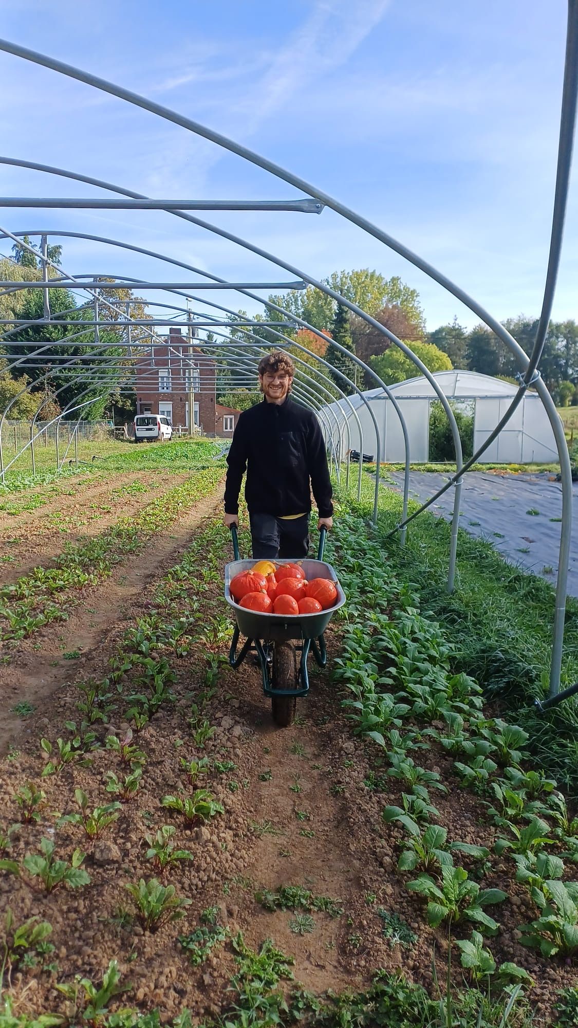 Un maraîcher pousse une brouette de tomates à travers la serre