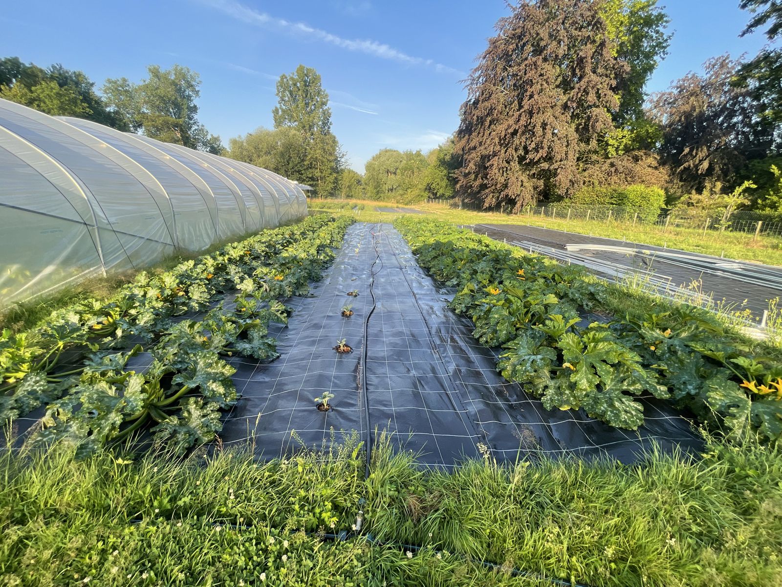 Planches de légumes sur bâche entre deux serres, à la ferme de Dongelberg